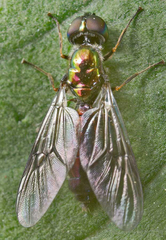 Sargus iridatus