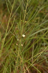 Acacia ptychoclada