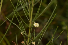 Acacia ptychoclada