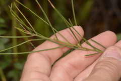 Acacia ptychoclada