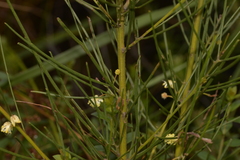 Acacia ptychoclada