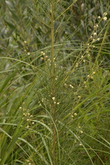 Acacia ptychoclada