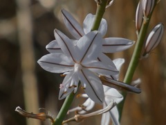 Asphodelus fistulosus