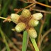 Cyperus albescens - Photo (c) Kate Braun, some rights reserved (CC BY-NC), uploaded by Kate Braun