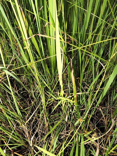 Lipocarpha chinensis image