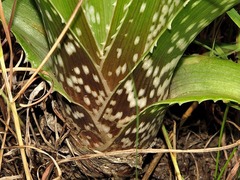 Aloe cooperi image