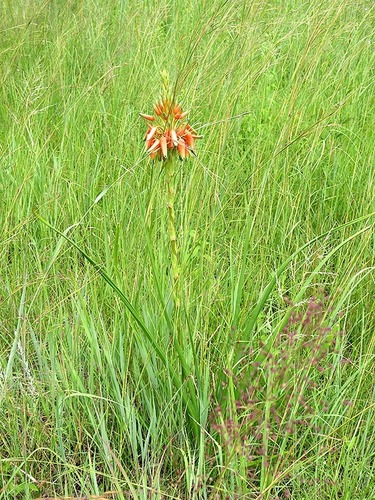 Aloe cooperi image