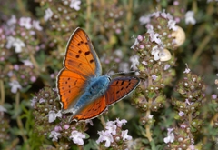 Lycaena alciphron gordius