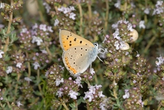 Lycaena alciphron gordius