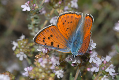 Lycaena alciphron gordius