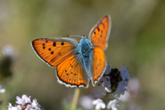 Lycaena alciphron gordius