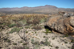 Leucadendron glaberrimum glaberrimum