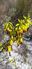 Erica coccinea