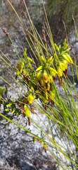 Erica coccinea