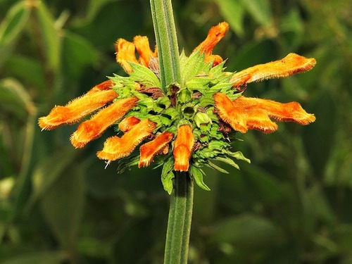 Leonotis ocymifolia var. raineriana image