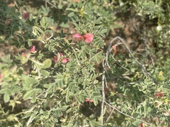 Indigofera ingrata