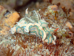 Sagaminopteron psychedelicum