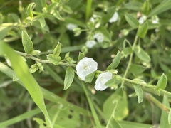 Seddera suffruticosa