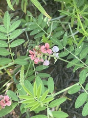 Indigastrum costatum macrum