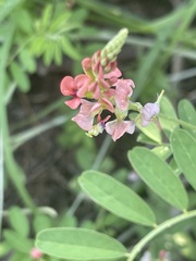 Indigastrum costatum macrum
