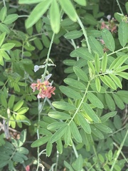 Indigastrum costatum macrum