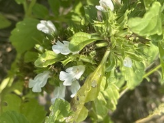 Leucas sexdentata