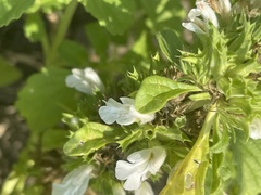 Leucas sexdentata