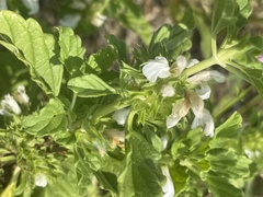 Leucas sexdentata
