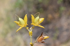 Crotalaria pulchra