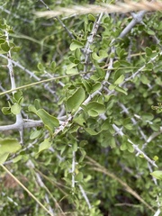 Pyrostria hystrix