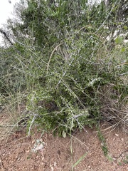 Pyrostria hystrix
