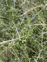 Pyrostria hystrix