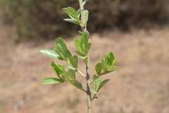 Crotalaria pulchra