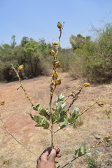 Crotalaria pulchra