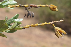 Crotalaria pulchra