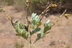Crotalaria pulchra