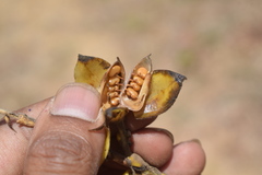 Crotalaria pulchra