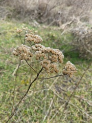 Achillea nobilis