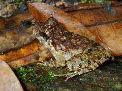 Limnonectes blythii