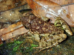 Limnonectes blythii