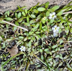 Glossostigma elatinoides