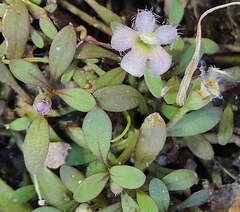 Glossostigma elatinoides