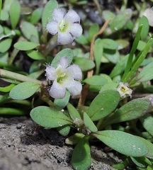Glossostigma elatinoides