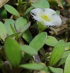 Glossostigma elatinoides