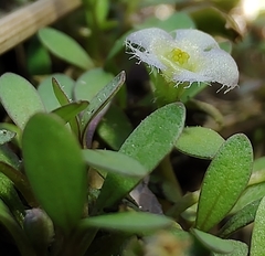 Glossostigma elatinoides