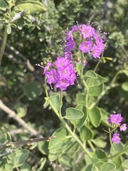 Commicarpus pentandrus