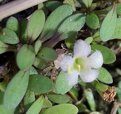 Glossostigma elatinoides