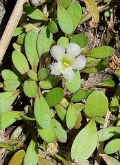 Glossostigma elatinoides
