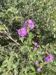 Commicarpus pentandrus