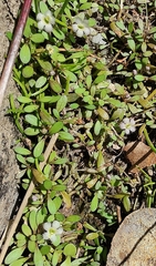 Glossostigma elatinoides